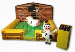 ANGUS MCRODEO TODDLER BULL